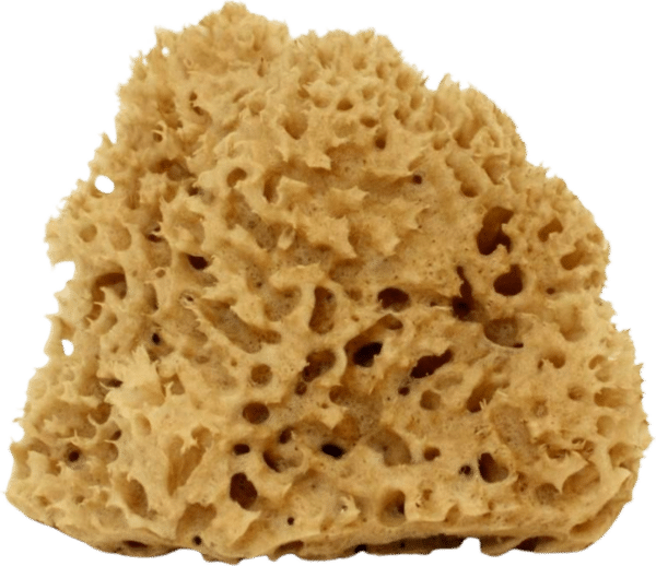 Cose della Natura Honeycomb-Naturschwamm - Groß