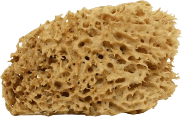 Cose della Natura Honeycomb-Naturschwamm - Klein