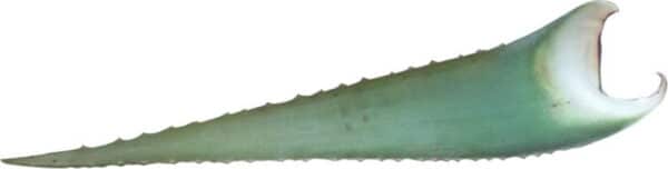 Aloe Vera-Blatt "Barbadensis Miller" - Schwankungsbreite: 500-700g